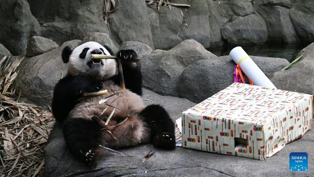 Giant panda Le Le, the first giant panda born in Singapore, enjoys food at its second birthday party held in Singapore's River Wonders, on Aug. 14, 2023.(Photo: Xinhua)