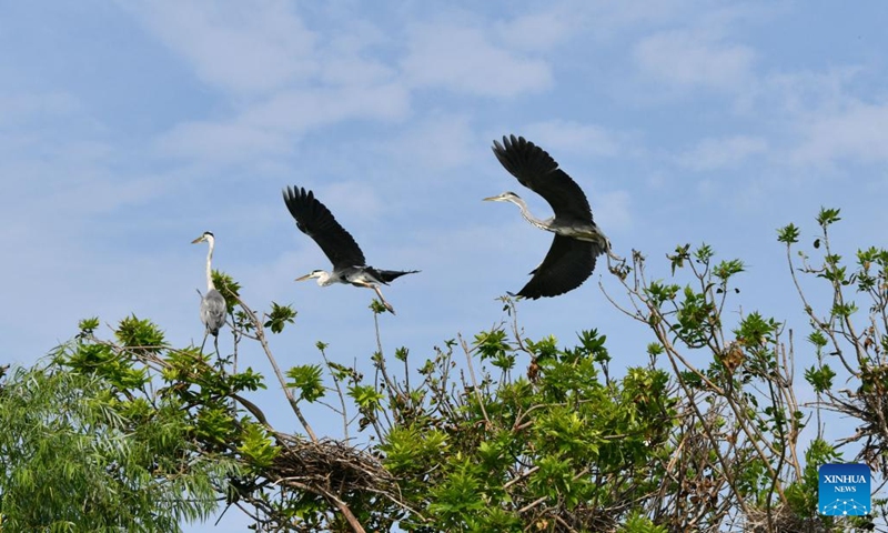 This aerial photo taken on Aug. 9, 2023 shows herons on the trees at a wetland in Wenting Lake of Chengwu county, Heze city, east China's Shandong Province. In recent years, Chengwu has improved the ecological environment of local wetlands which become a paradise for wild birds.(Photo: Xinhua)