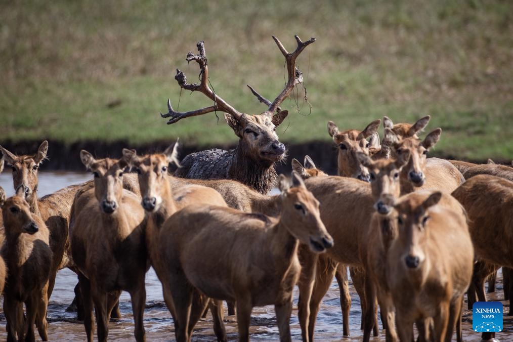 This photo taken on Aug. 1, 2023 shows milu deer at Shishou Milu Deer National Nature Reserve in central China's Hubei Province. Milu deer at Shishou Milu Deer National Nature Reserve mate between June and August every year, during which the males fight each other for the privilege to stay together with as many females as they wish. (Photo: Xinhua)