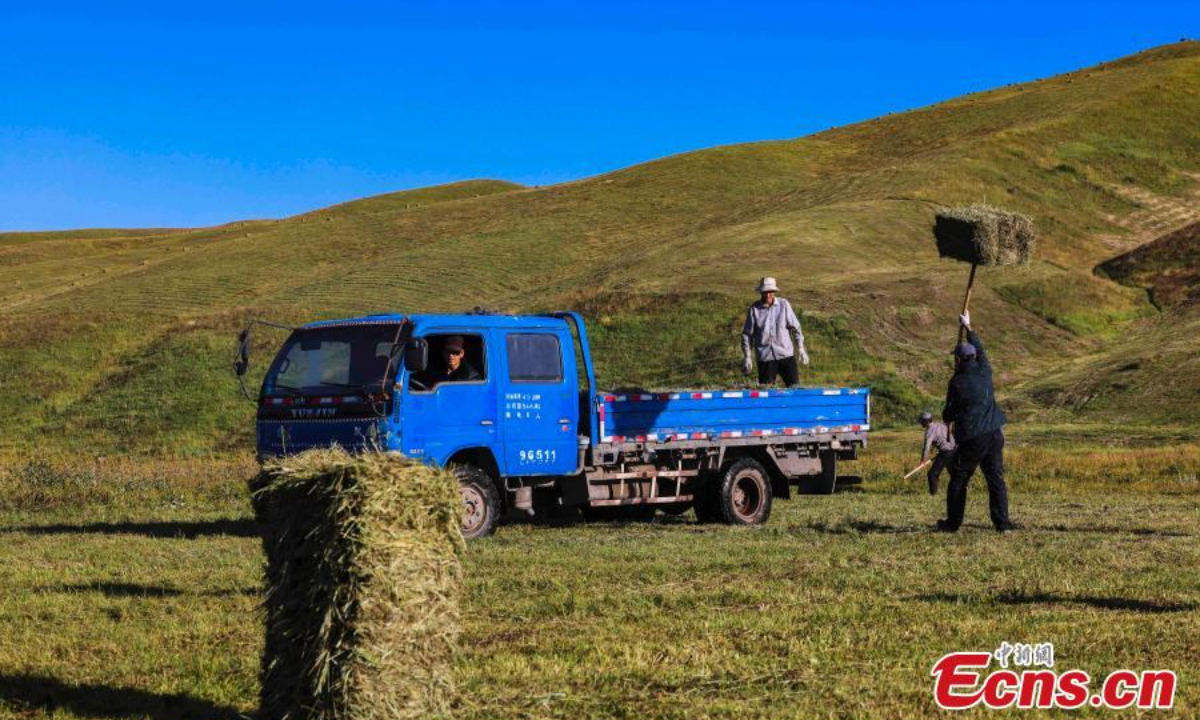 A herdsman loads bales of hay to a truck on Nalati grassland in Xinjiang Uyghur Autonomous Region. Photo: China News Service