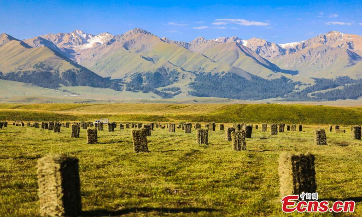 Harvested grasses are piled up on Nalati grassland in Xinjiang Uyghur Autonomous Region. Photo: China News Service