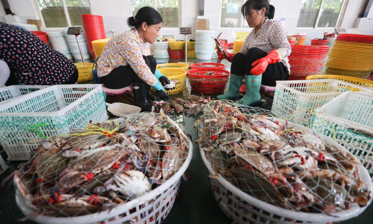 Fishermen clean and sort newly caught swimming crabs in Lianyungang, East China’s Jiangsu Province on August 31, 2023. Local fishermen have been stepping up efforts to fish and process crabs at the peak season to offer timely supply for the domestic market. Photo: cnsphoto 