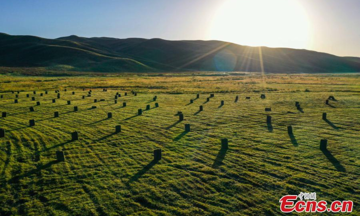 Machines harvest grasses on Nalati grassland in Xinjiang Uyghur Autonomous Region. Photo: China News Service