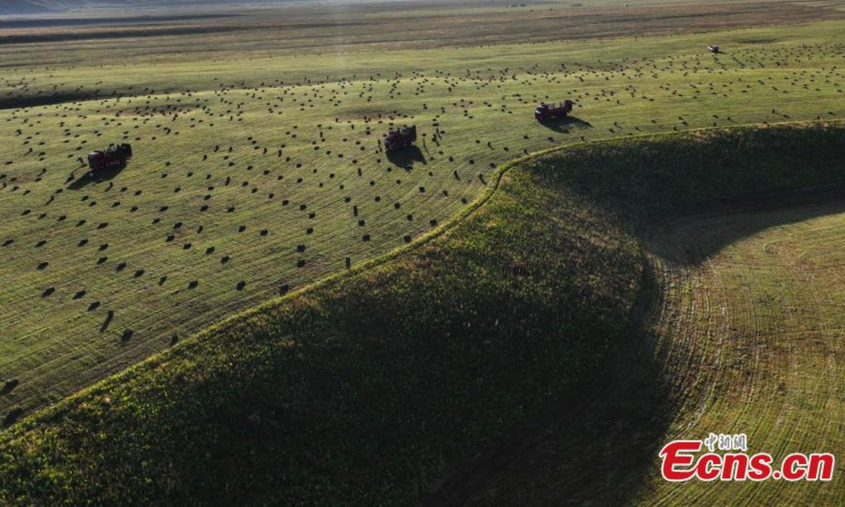 Machines harvest grasses on Nalati grassland in Xinjiang Uyghur Autonomous Region. Photo: China News Service