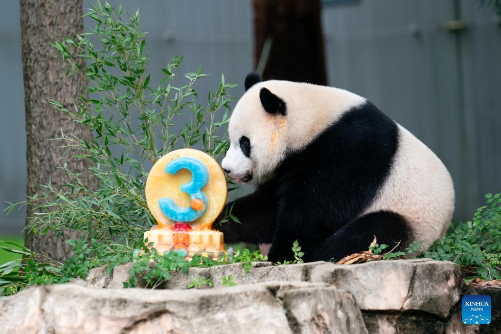 Giant panda cub Xiao Qi Ji enjoys an ice cake at Smithsonian's National Zoo in Washington, D.C., the United States, on Aug. 21, 2023. Giant panda cub Xiao Qi Ji celebrated his third birthday at the Smithsonian's National Zoo in Washington, D.C. on Monday.(Photo: Xinhua)