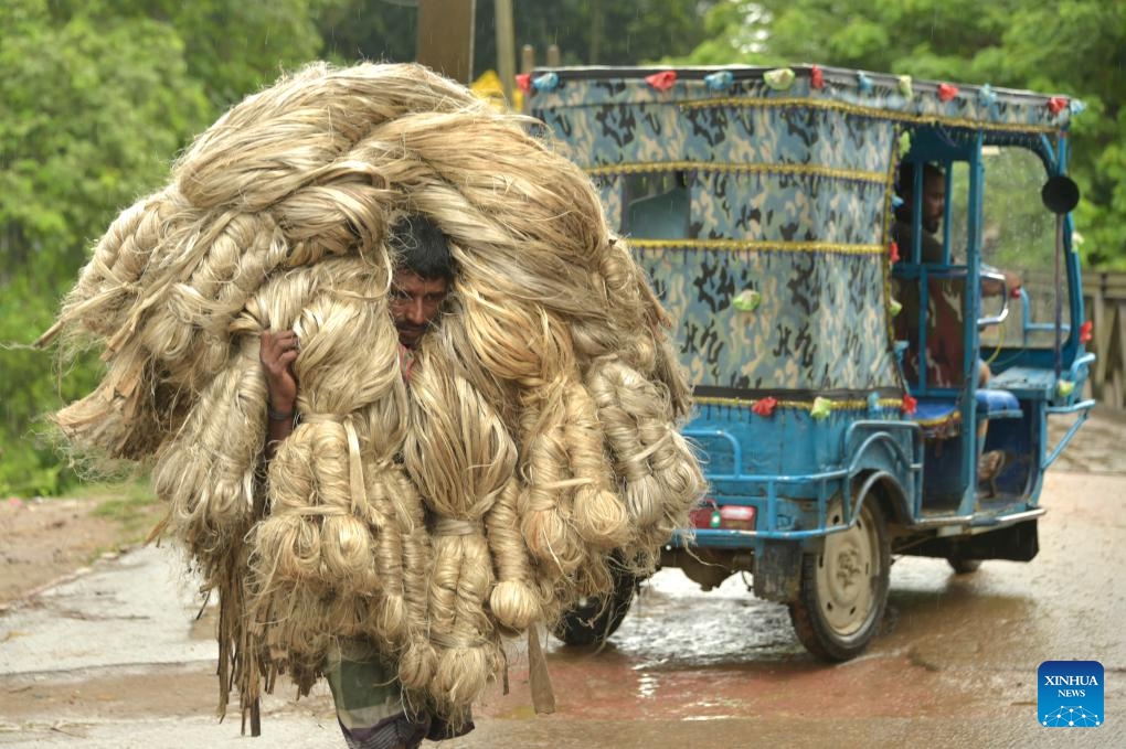 A laborer carries bundles of freshly harvest jute at a wholesale market in Manikganj district, Bangladesh, on Aug. 23, 2023.(Photo: Xinhua)