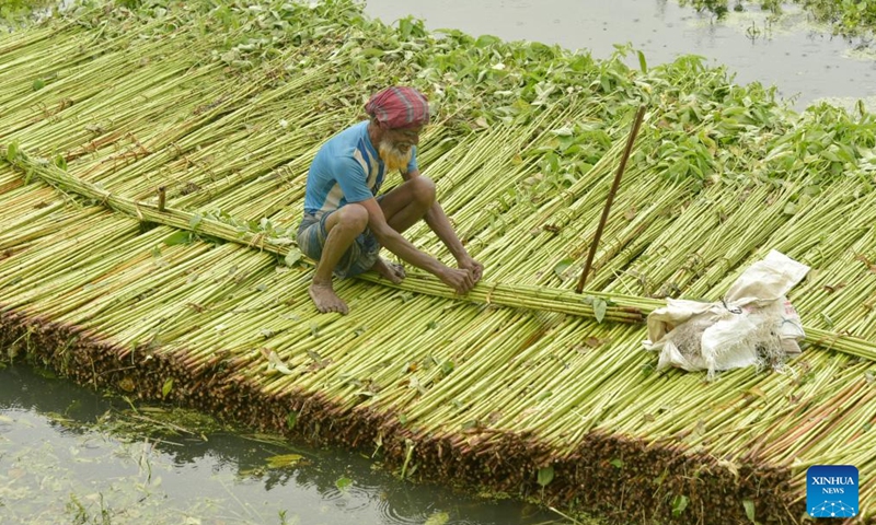 A farmer harvests jute in Manikganj district, Bangladesh, on Aug. 23, 2023.(Photo: Xinhua)