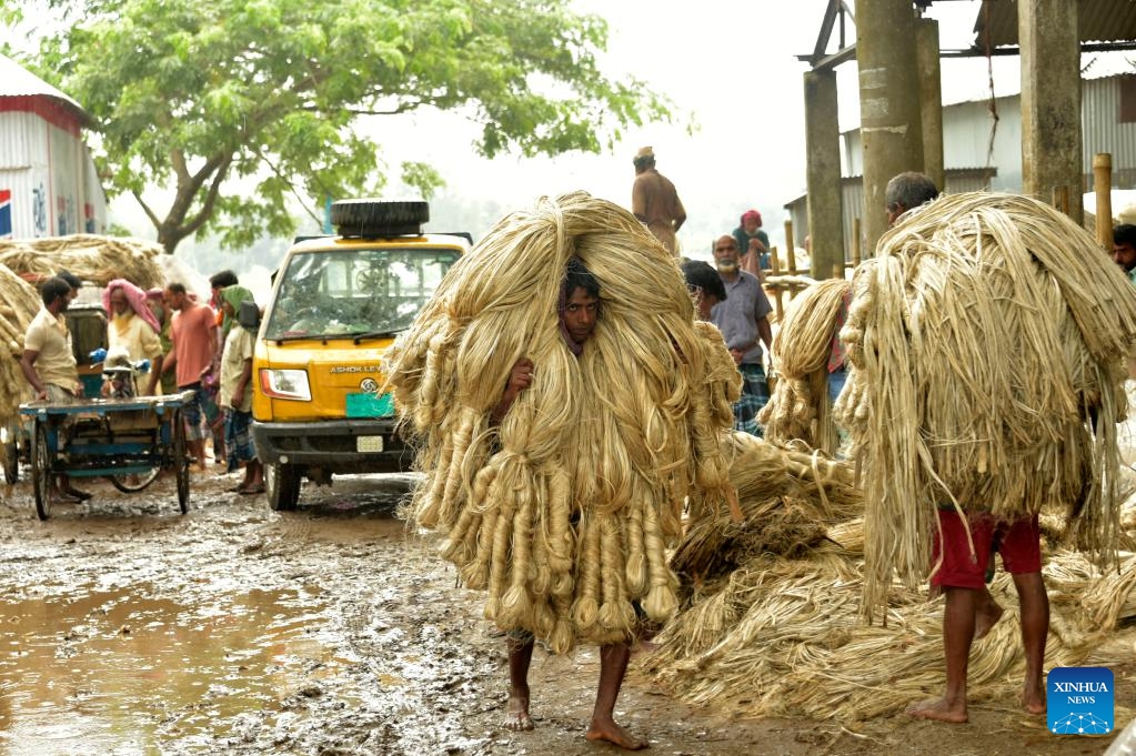Laborers carry bundles of freshly harvest jute at a wholesale market in Manikganj district, Bangladesh, on Aug. 23, 2023.(Photo: Xinhua)