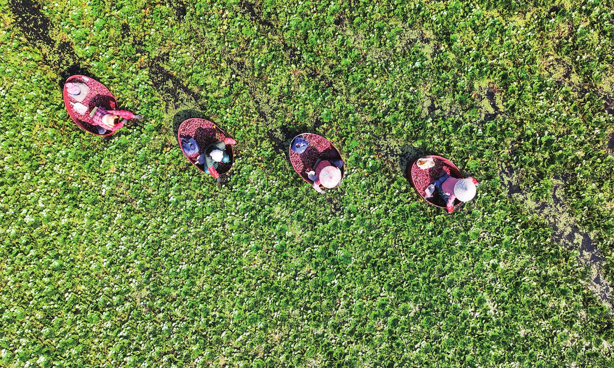 Villagers use buckets to pick water chestnuts at Xingfu village in Huai'an, East China's Jiangsu Province on August 24, 2023. In recent years, the village has made use of ponds and depressions to plant water chestnuts, lotus roots and other aquatic crops, helping local farmers to increase their incomes and help rural revitalization. Photo: VCG