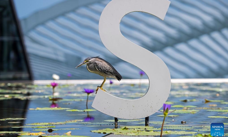 A striated heron hunts for food in a pond outside Singapore's ArtScience Museum in Singapore on Aug 28, 2023.(Photo: Xinhua)