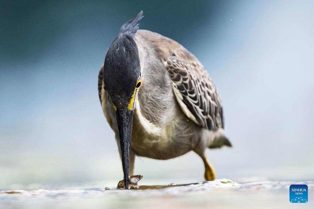 A striated heron hunts for food in a pond outside Singapore's ArtScience Museum in Singapore on Aug 28, 2023.(Photo: Xinhua)