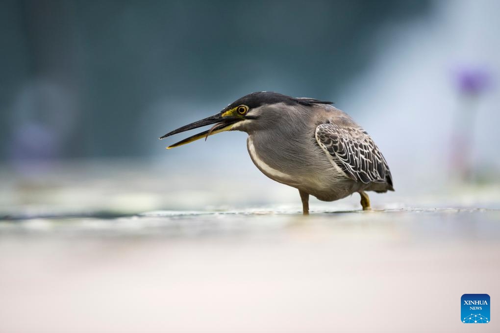 A striated heron hunts for food in a pond outside Singapore's ArtScience Museum in Singapore on Aug 28, 2023.(Photo: Xinhua)