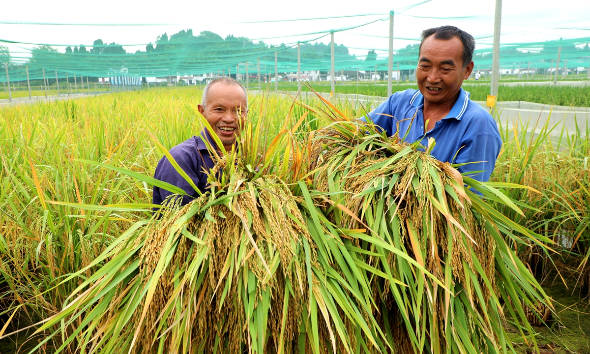 Villagers harvest giant rice at a planting and breeding base in Zhujia Township, Meishan, Southwest China's Sichuan Province on August 30, 2023. The giant rice has obvious advantages over conventional rice, and can increase yields by about 200 kilograms per mu (0.067 hectare). Photo: cnsphoto
