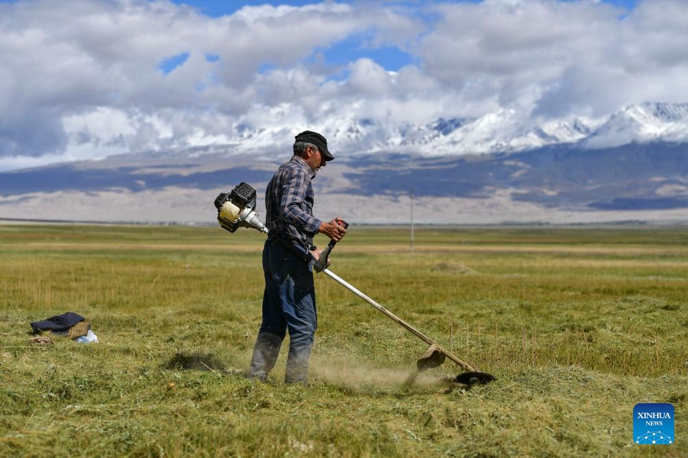 A herdsman reaps forage grass in Taxkorgan Tajik Autonomous County, northwest China's Xinjiang Uygur Autonomous Region, Aug. 27, 2023. August and September are the annual forage grass harvest season for people living in the pasturing area in Xinjiang. Herdsmen in Taxkorgan Tajik Autonomous County, which is to the east foot of the Pamirs, have been busily preparing winter forage for their livestock recently.(Photo: Xinhua)