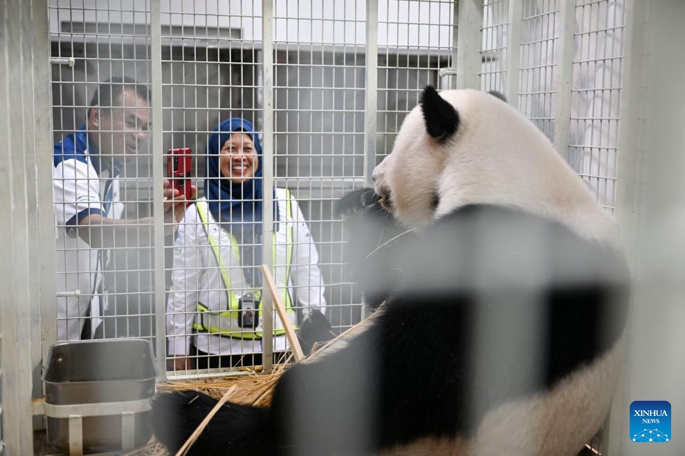Staff members take photos of giant panda Yi Yi at the Kuala Lumpur International Airport in Sepang, Malaysia, Aug. 29, 2023. Giant panda cubs Yi Yi and Sheng Yi returned to China late on Tuesday, bringing their stay in Malaysia to a close as they reach maturity.(Photo: Xinhua)