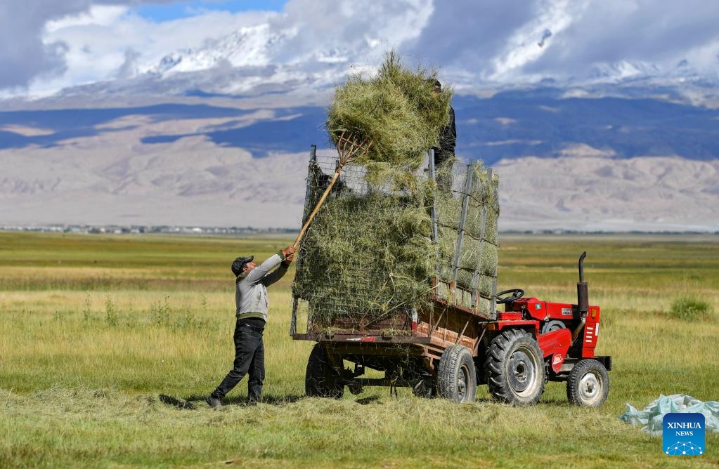 A herdsman loads his tractor with reaped forage grass in Taxkorgan Tajik Autonomous County, northwest China's Xinjiang Uygur Autonomous Region, Aug. 27, 2023. August and September are the annual forage grass harvest season for people living in the pasturing area in Xinjiang. Herdsmen in Taxkorgan Tajik Autonomous County, which is to the east foot of the Pamirs, have been busily preparing winter forage for their livestock recently.(Photo: Xinhua)
