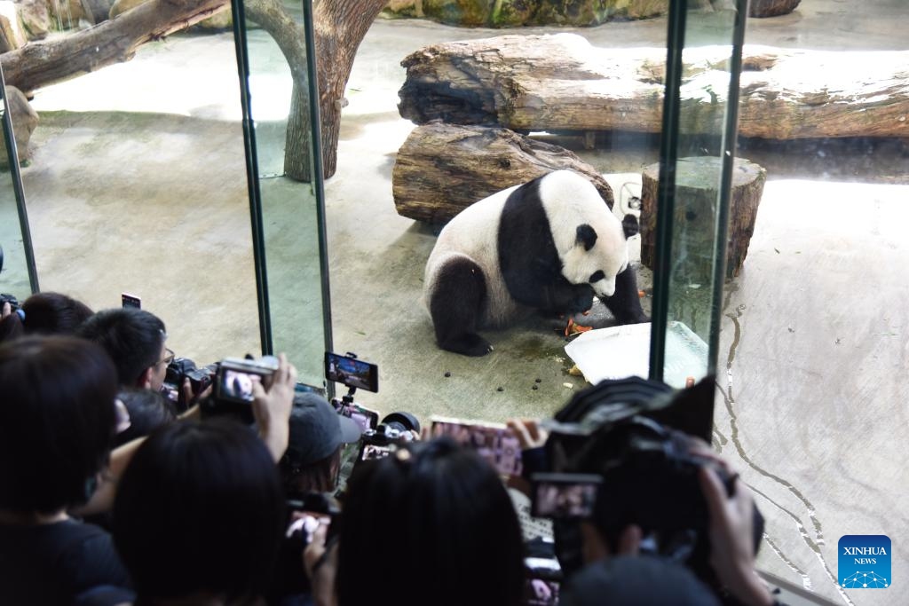 People watch as giant panda Yuan Yuan enjoys a birthday meal at Taipei Zoo in Taipei, southeast China's Taiwan, Aug. 30, 2023. Taipei Zoo on Wednesday celebrated the 19th birthday of Yuan Yuan, the female giant panda gifted by the Chinese mainland to Taiwan.(Photo: Xinhua)