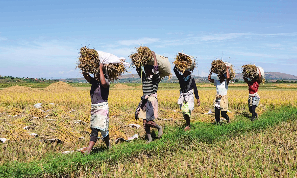 Local farms harvest crops at the hybrid rice land in Mahitsy, a town nearby Madagascar's capital Antananarivo on May 12, 2023. Photo: Xinhua