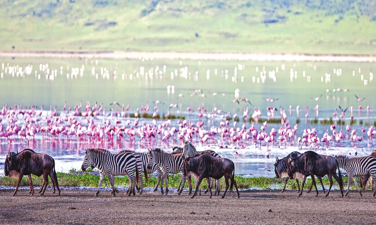 Wild animals wander in the Ngorongoro Conservation Area in Tanzania. Photo: VCG