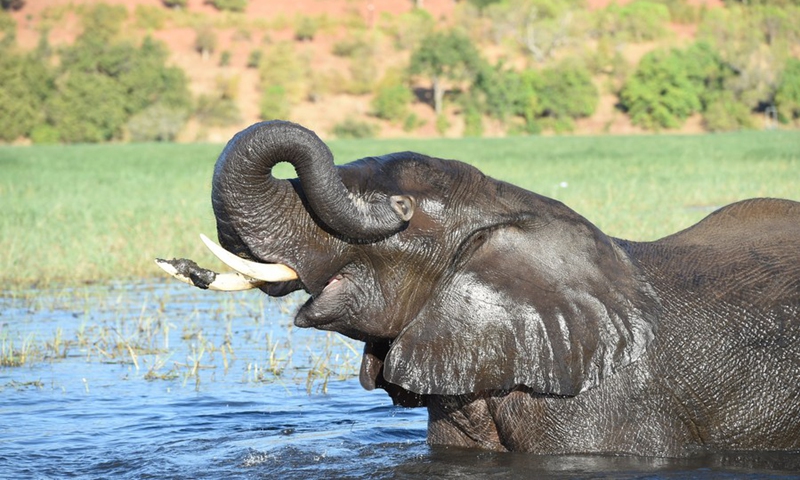 An elephant is seen in the Chobe River in northwest Botswana's Kasane, May 10, 2021. Photo: Xinhua