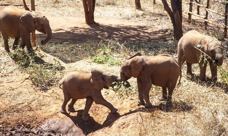 Baby elephants play at an elephant nursery in Lilayi, south of Lusaka, Zambia, on July 30, 2021. Photo: Xinhua