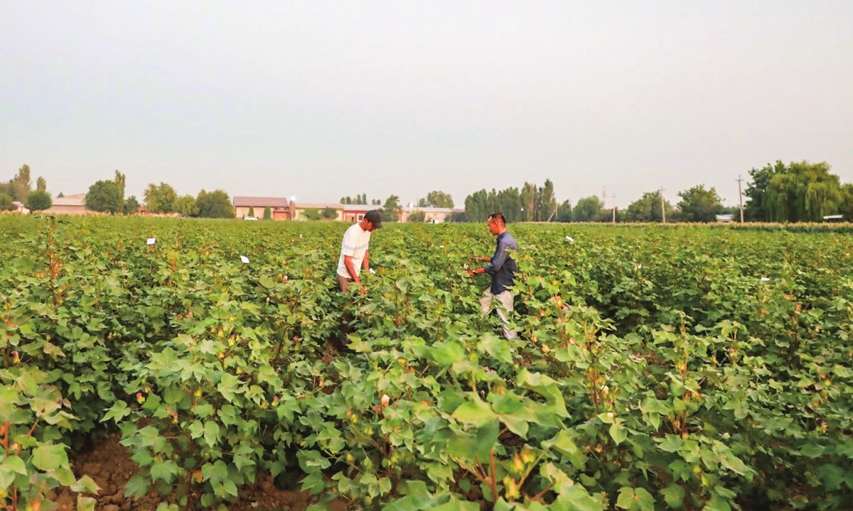 Research fellows from the Institute of Genetics and Plant Experimental Biology at the Academy of Science of Uzbekistan examine a drip irrigation water-saving technology demonstration field, on August 18, 2023. Photo: Zhang Jiangping/GT