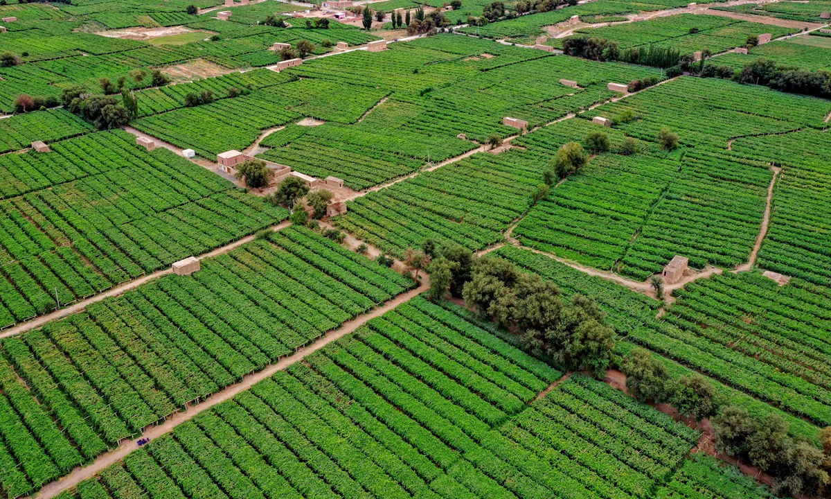 Overhead view of vineyards in Turpan, Northwest China's Xinjiang Uygur Autonomous Region Photos: Xinjiang Daily
