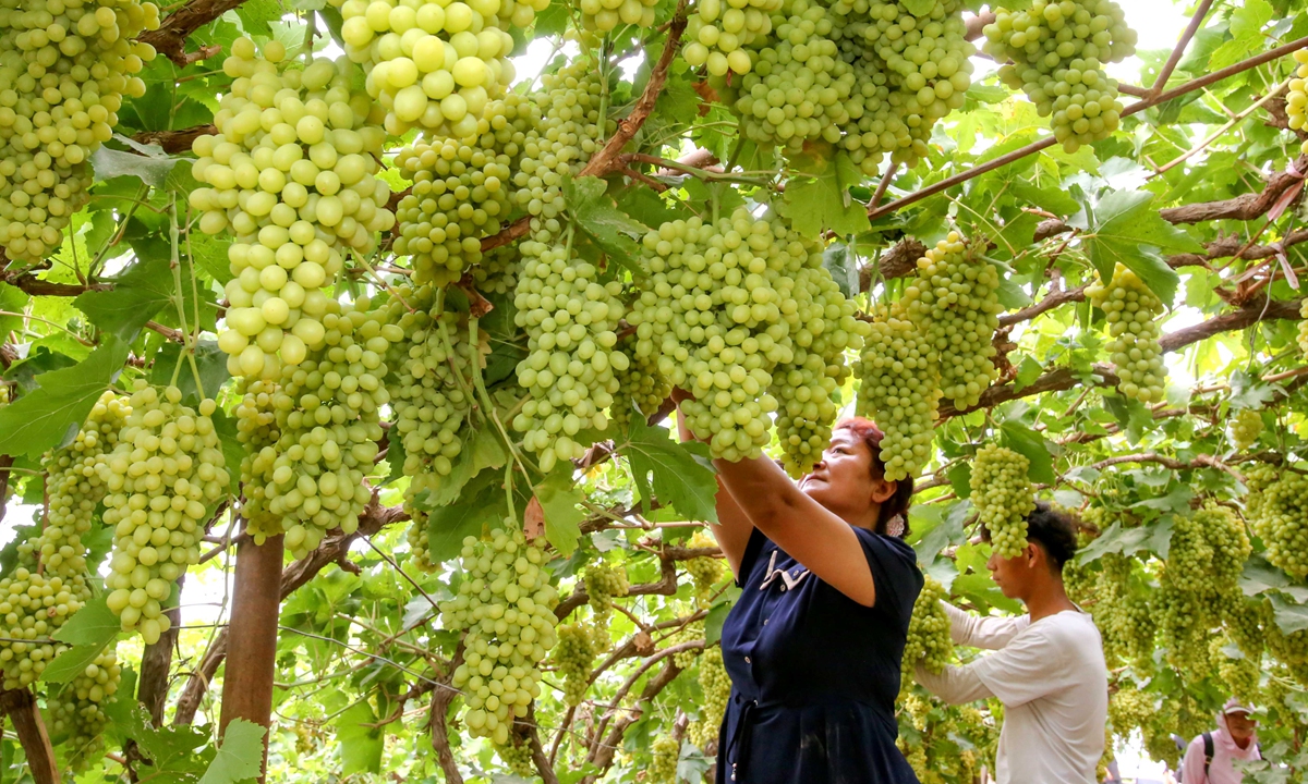 Farmers pick grapes at a vineyard in Turpan, Northwest China's Xinjiang Uygur Autonomous Region. Photo: Xinjiang Daily