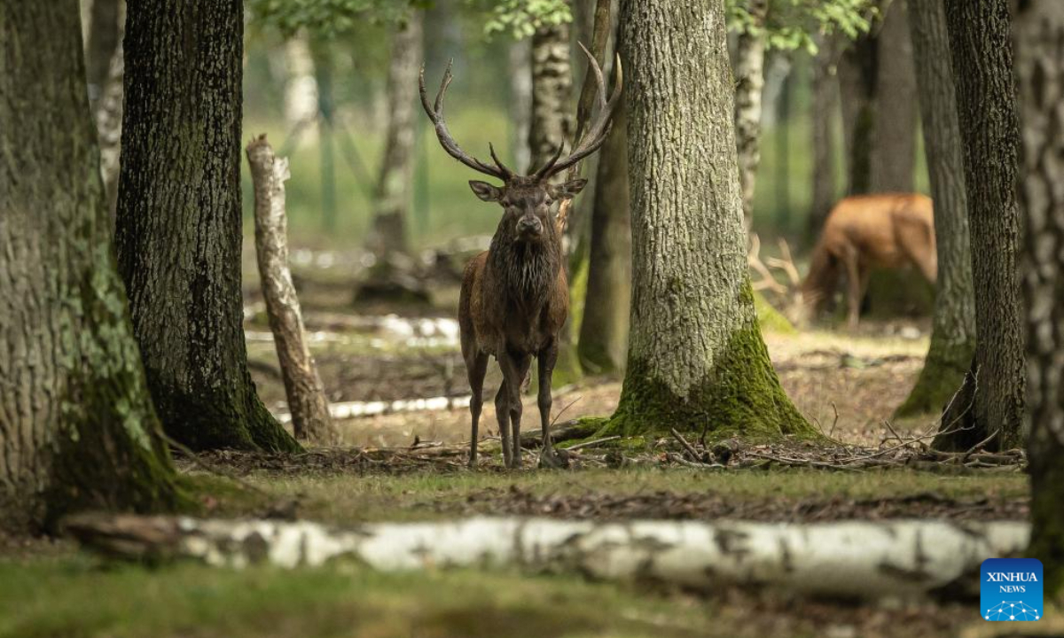 This photo taken on Sep 13, 2023 shows deer in the Rambouillet forest near Paris, France. Photo:Xinhua