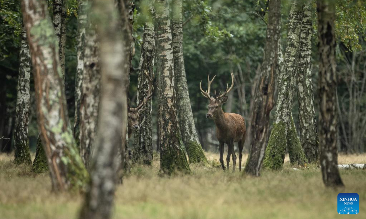 This photo taken on Sep 13, 2023 shows deer in the Rambouillet forest near Paris, France. Photo:Xinhua