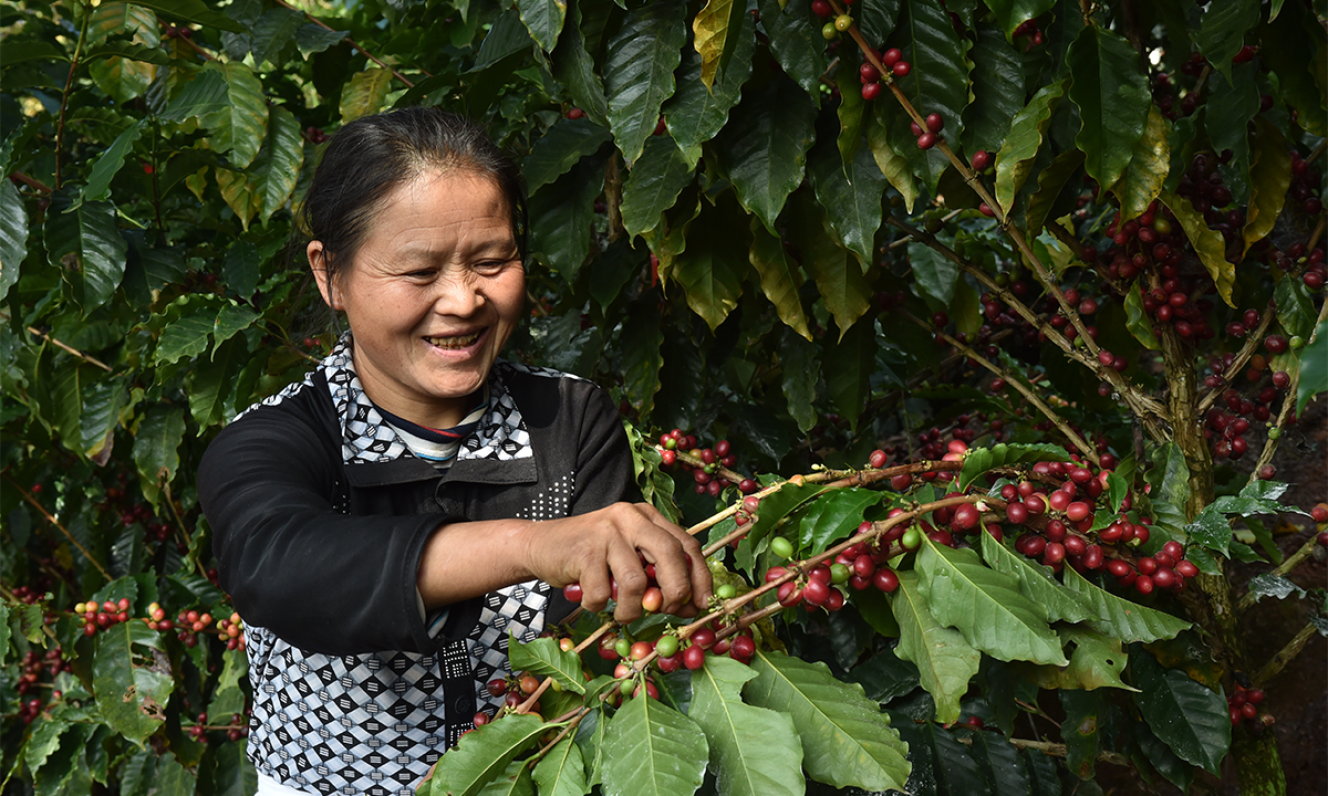 Photo: A farmer picks coffee beans in Pu'er, Southwest China's Yunnan Province. Photo: Courtesy of Ai Ni Group