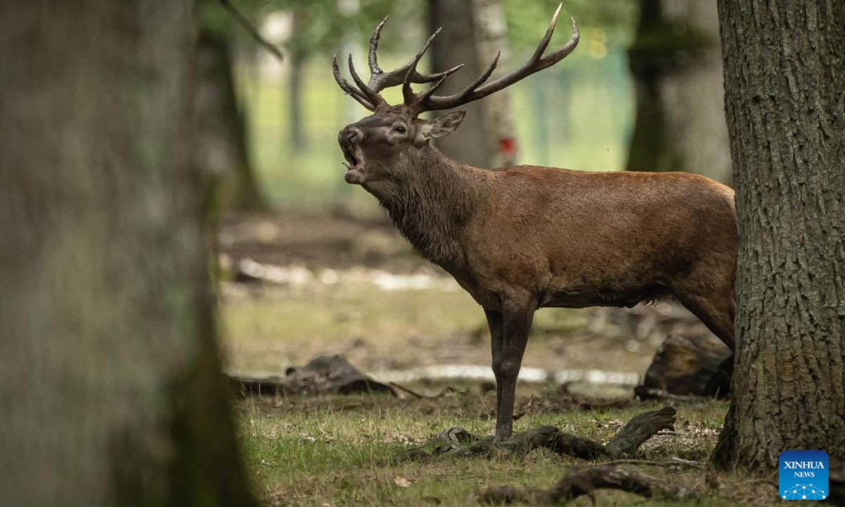 This photo taken on Sep 13, 2023 shows deer in the Rambouillet forest near Paris, France. Photo:Xinhua