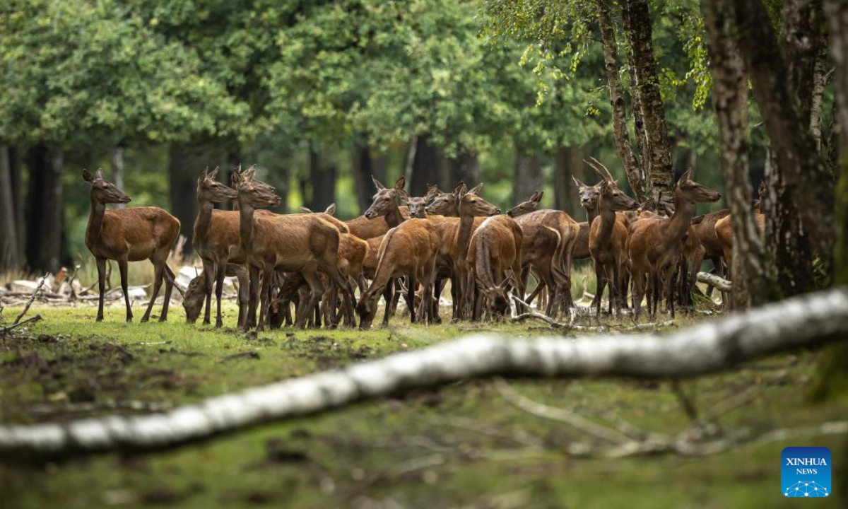 This photo taken on Sep 13, 2023 shows deer in the Rambouillet forest near Paris, France. Photo:Xinhua