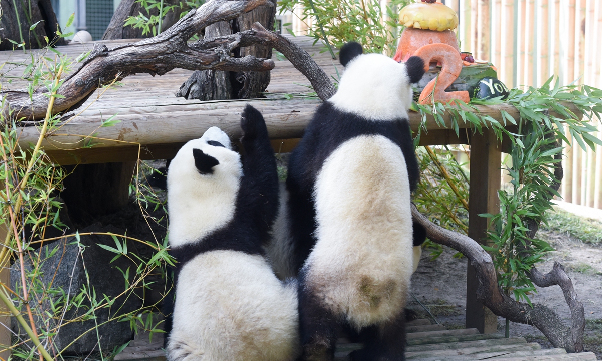 Giant panda twins You You and Jiu Jiu celebrate their second birthday on September 7, 2023, in Madrid, Spain. The Madrid Zoo is celebrating the twins' second birthday with special activities over the next two Saturdays. The twins weigh around 70 kilograms and both are fed about 30 kilograms of bamboo a day, completing their diet with milk. Photo: VCG