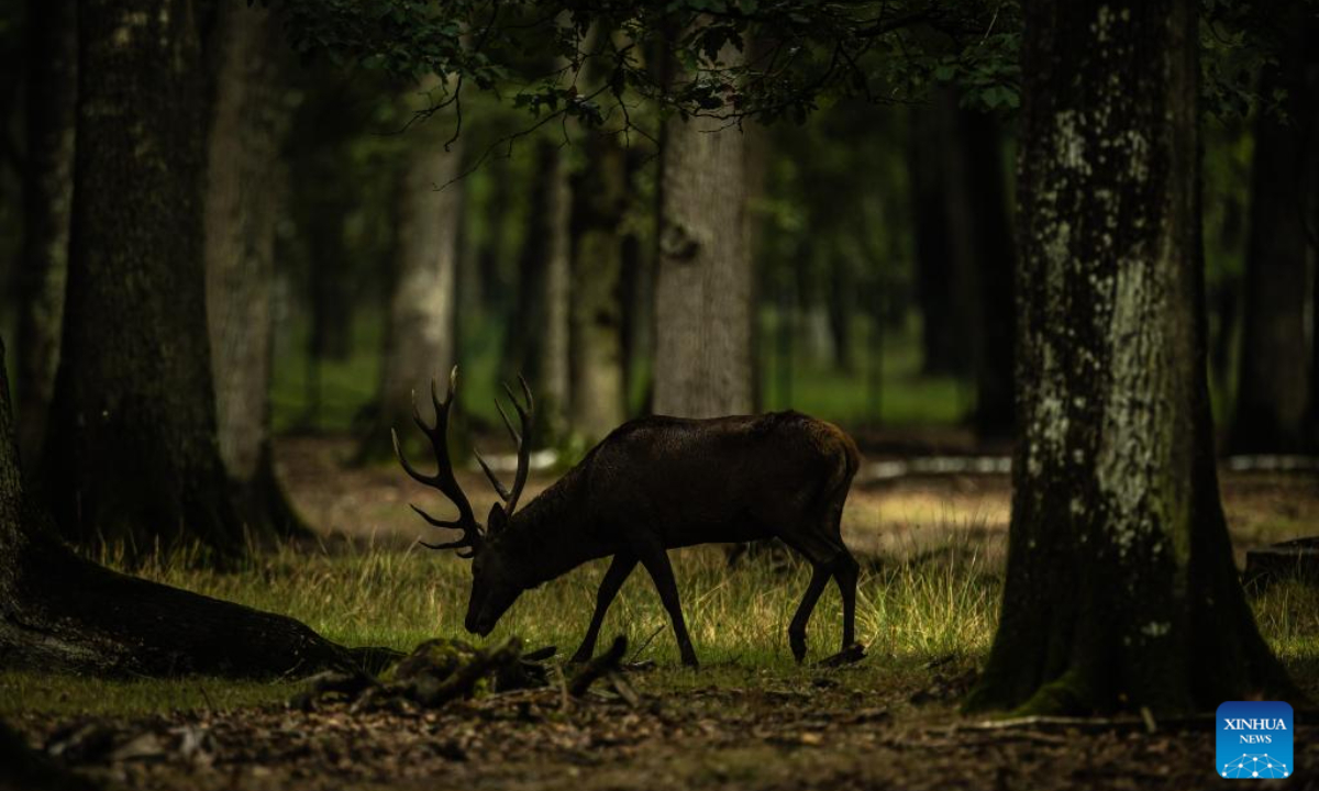 This photo taken on Sep 13, 2023 shows deer in the Rambouillet forest near Paris, France. Photo:Xinhua