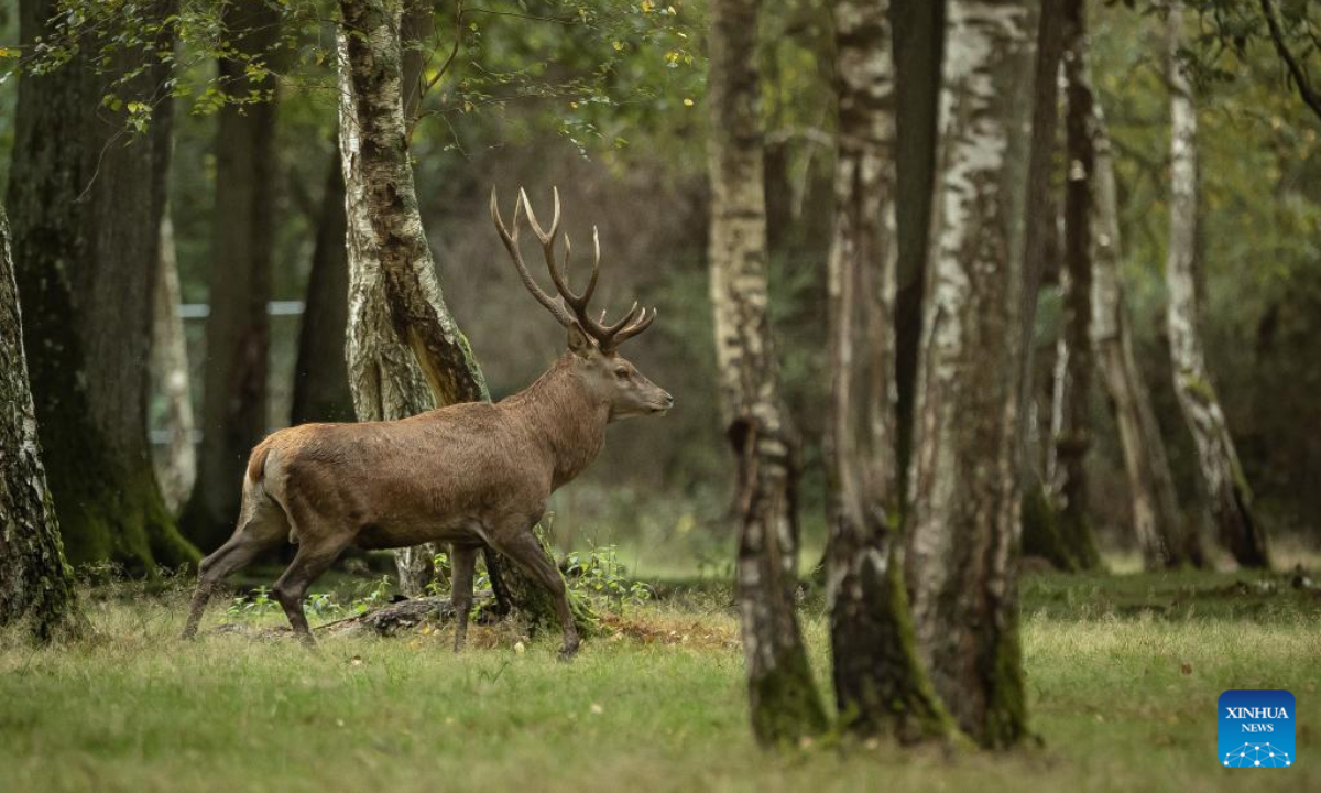 This photo taken on Sep 13, 2023 shows deer in the Rambouillet forest near Paris, France. Photo:Xinhua