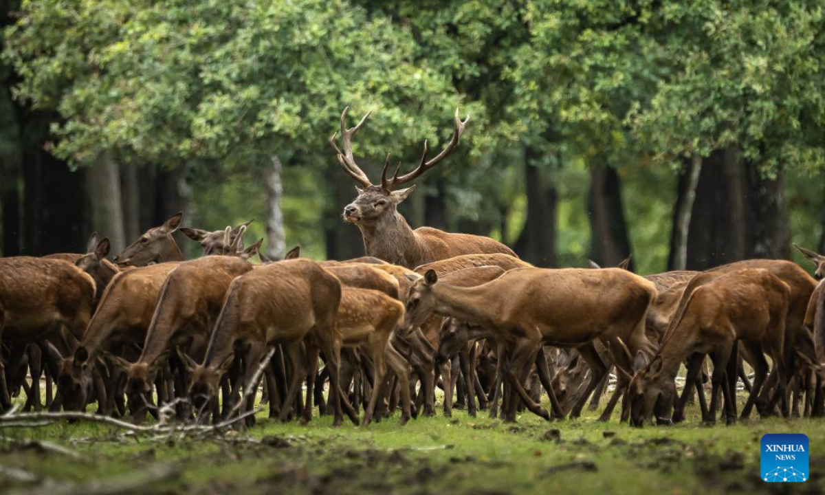 This photo taken on Sep 13, 2023 shows deer in the Rambouillet forest near Paris, France. Photo:Xinhua