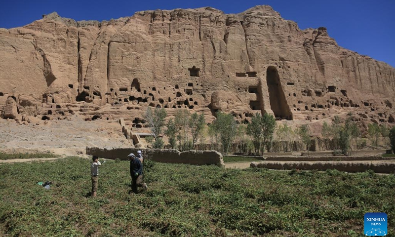Farmers harvest potatoes near the site of the giant Buddha ruins in Bamyan, central Afghanistan, Sept. 6, 2023.(Photo: Xinhua)