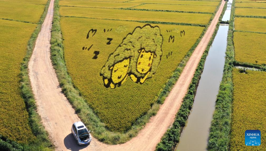 This aerial photo taken on Sept. 6, 2023 shows an art creation made up of living plants of different colors in a paddy field in Tai'an County of Anshan City, northeast China's Liaoning Province.(Photo: Xinhua)