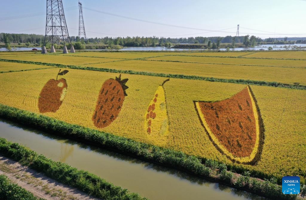 This aerial photo taken on Sept. 6, 2023 shows an art creation made up of living plants of different colors in a paddy field in Tai'an County of Anshan City, northeast China's Liaoning Province.(Photo: Xinhua)