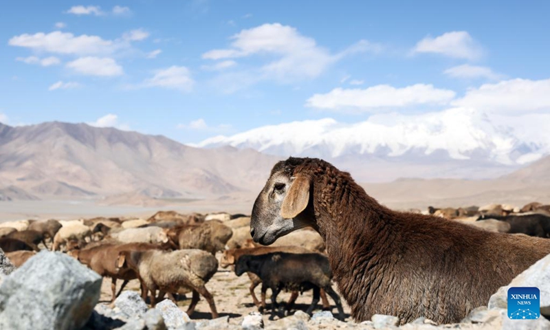 Sheep graze at the foot of Mount Muztagata on the Pamir Plateau, northwest China's Xinjiang Uygur Autonomous Region, Sept. 6, 2023. Photo: Xinhua