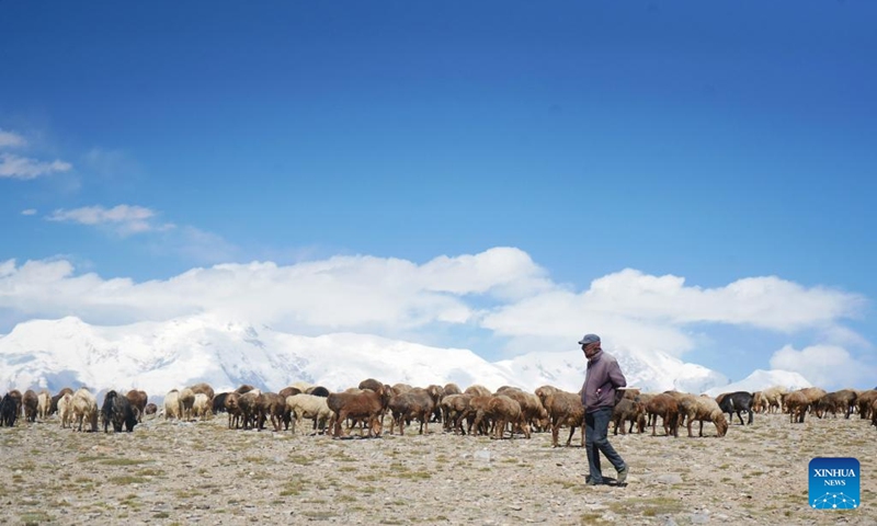 Sheepherder Kurbanali Matsayin herds sheep at the foot of Mount Muztagata on the Pamir Plateau, northwest China's Xinjiang Uygur Autonomous Region, Sept. 6, 2023. Photo: Xinhua