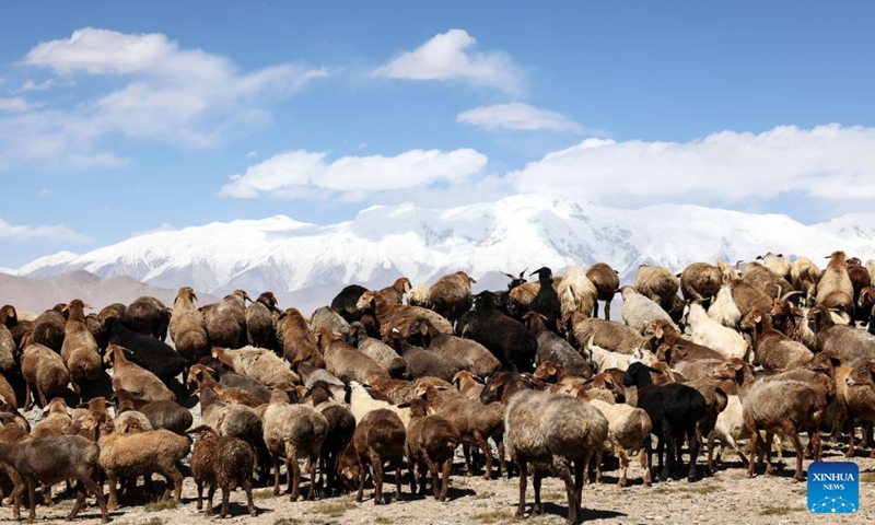 Sheep graze at the foot of Mount Muztagata on the Pamir Plateau, northwest China's Xinjiang Uygur Autonomous Region, Sept. 6, 2023.  Photo: Xinhua