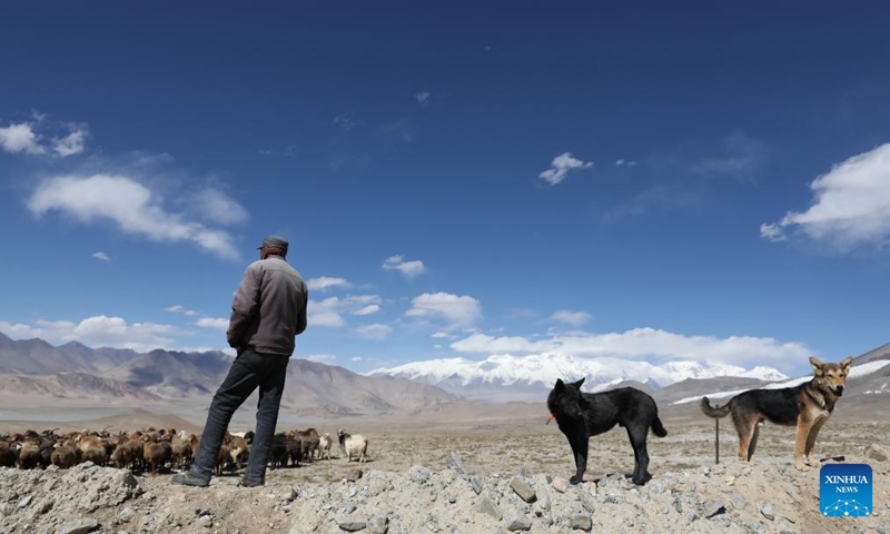 Sheepherder Kurbanali Matsayin and his sheepdogs herd sheep at the foot of Mount Muztagata on the Pamir Plateau, northwest China's Xinjiang Uygur Autonomous Region, Sept. 6, 2023. Photo: Xinhua