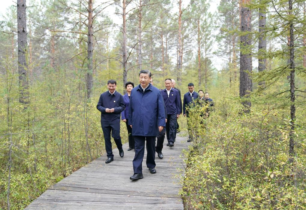 General Secretary of the Communist Party of China Central Committee Xi Jinping, also Chinese president and chairman of the Central Military Commission, inspects a forest farm in Mohe in the Dahinggan Mountains, northeast China's Heilongjiang Province, Sept. 6, 2023. Xi inspected northeast China's Heilongjiang Province from Wednesday to Friday. Photo: Xinhua