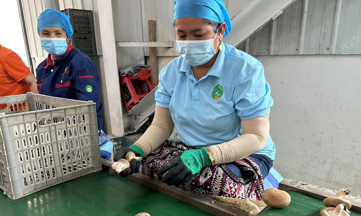 Photo: Workers select mushrooms in the Xinjiang Kunlong Biotechnology Co in Hotan, Northwest China's Xinjiang Uygur Autonomous Region on September 6, 2023. Tu Lei/GT