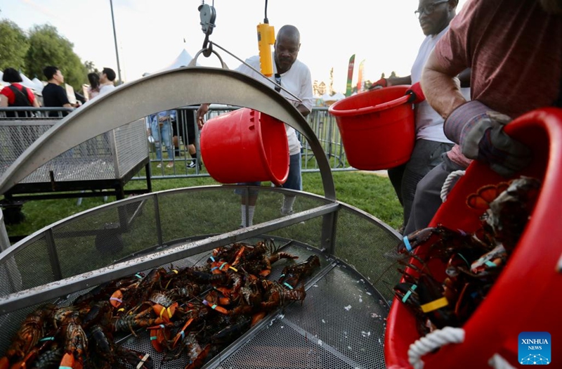 Lobsters are seen during the Original Lobster Festival in Fountain Valley, California, the United States, on Sept. 8, 2023. Photo: Xinhua