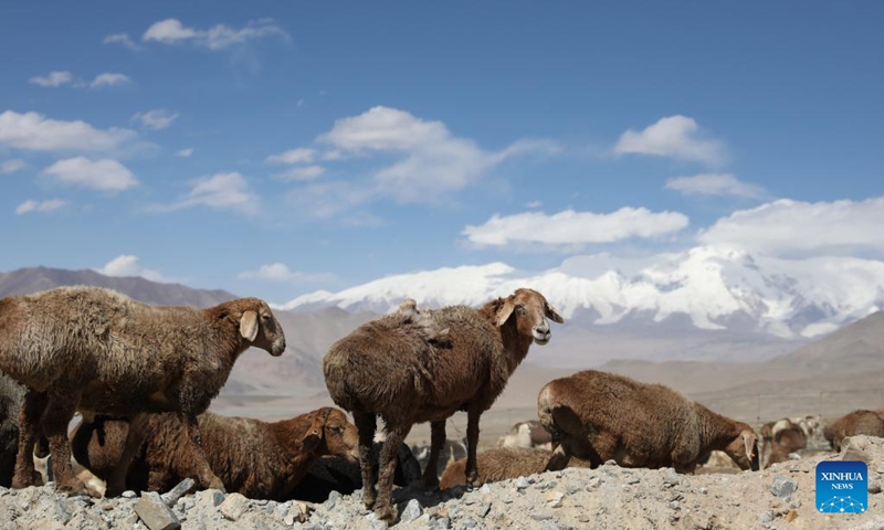 Sheep graze at the foot of Mount Muztagata on the Pamir Plateau, northwest China's Xinjiang Uygur Autonomous Region, Sept. 6, 2023. Photo: Xinhua