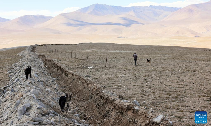 Sheepherder Kurbanali Matsayin and his sheepdogs herd sheep at the foot of Mount Muztagata on the Pamir Plateau, northwest China's Xinjiang Uygur Autonomous Region, Sept. 6, 2023. Photo: Xinhua