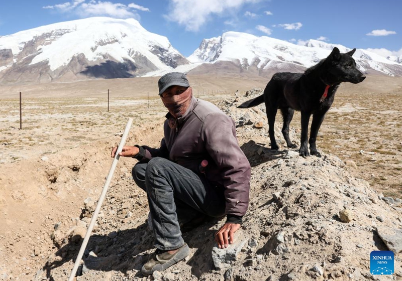 Sheepherder Kurbanali Matsayin and his sheepdog are seen at the foot of Mount Muztagata on the Pamir Plateau, northwest China's Xinjiang Uygur Autonomous Region, Sept. 6, 2023. Photo: Xinhua